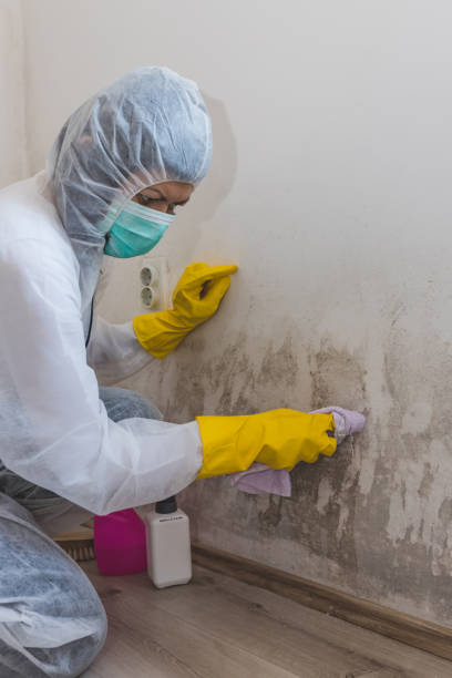 Best Mold Remediation for Healthcare Facilities  in Troy, PA